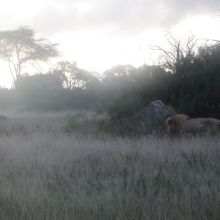 020stiegholzer_afrika_2015.jpg